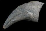 Killer Allosaurus Toe Claw With Stand - Wyoming #35162-4